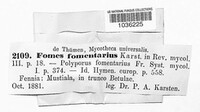 Fomes fomentarius image